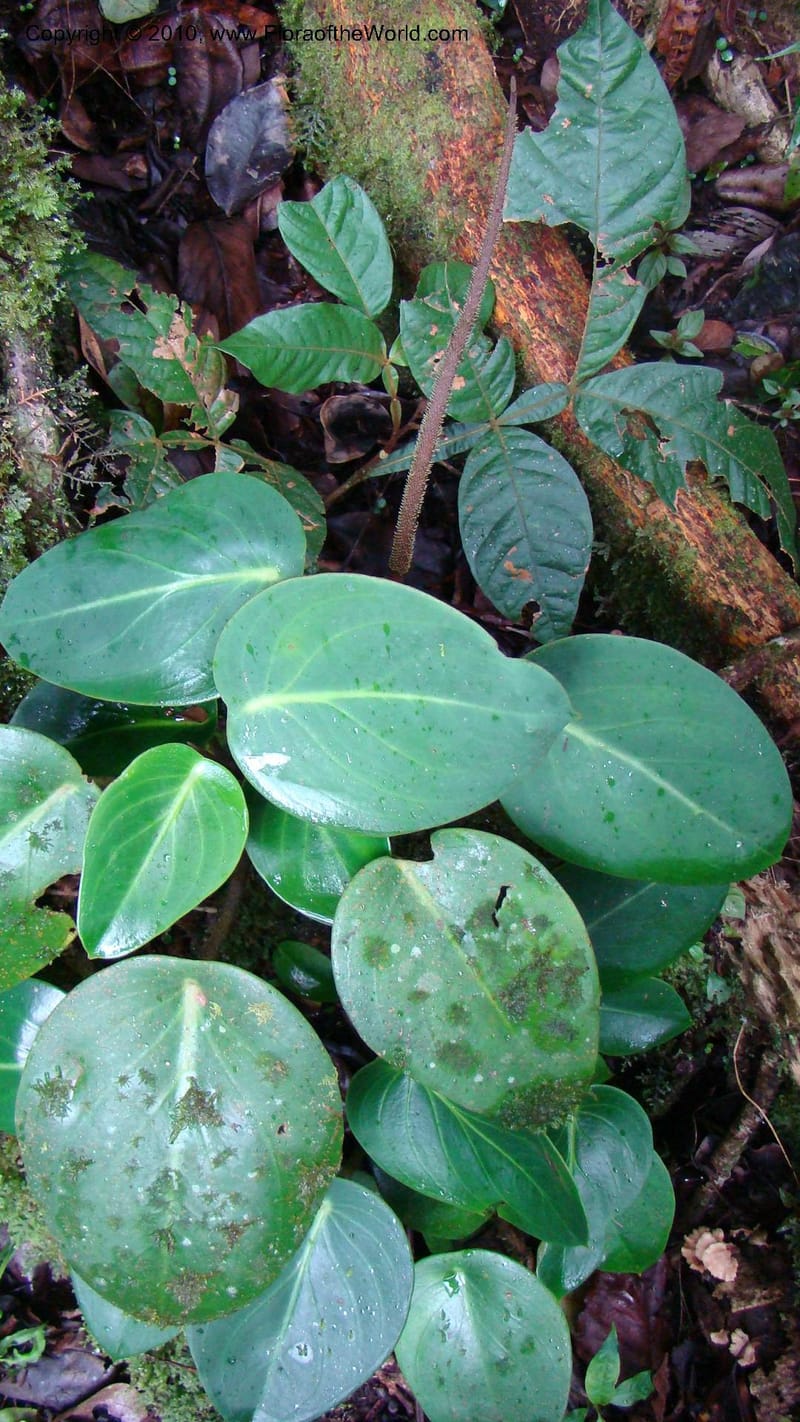Peperomia...WDS#27264,Nicaragua,Matagalpa,La Selva Negra,16June2008 130.jpg