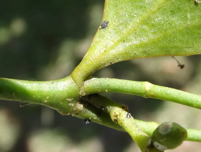 Ginalloa arnottiana, Davidson, C 12928--Sabah. Near generation plant. 28 Mar 2015. DSC01259 (25).JPG