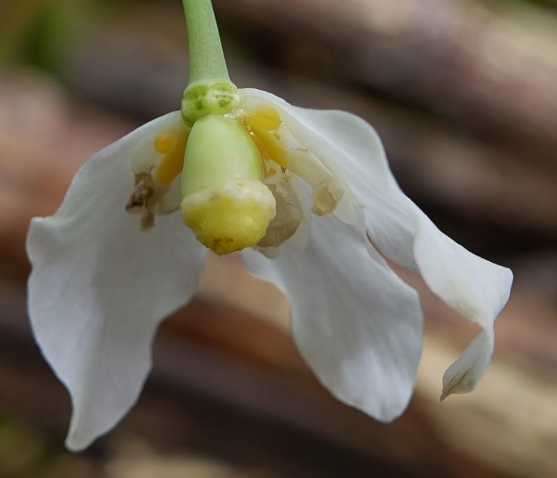 Ranzania japonica--Japan. Myoko Kenmin-no-mori. Hiuchiyama Trial. 27 May 2016.  (148).JPG