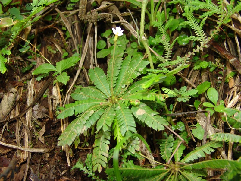 Biophytum, Croat94837--Ecuador. Prov. Carchi. El Chical-Penas Blancas. 19 Feb 05.  142.jpg