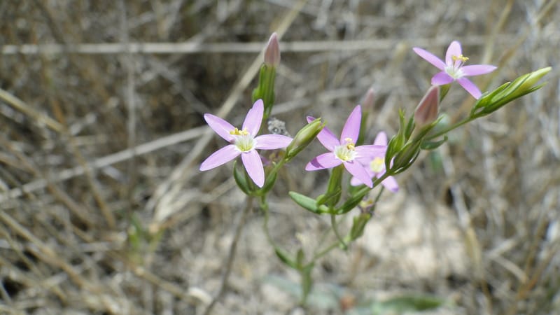 Centaurium, A. G. Miller 3.3--Iraq. Kurdistan. Zaynal, NW of Mawat. 16 June 2010. 119 (4).jpg
