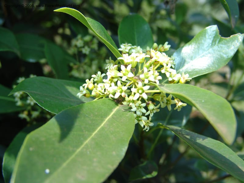 Pittosporum--Kenya. Limuru.  Brackenhurst Bot. Gard. 12 Jul 04. 013.jpg