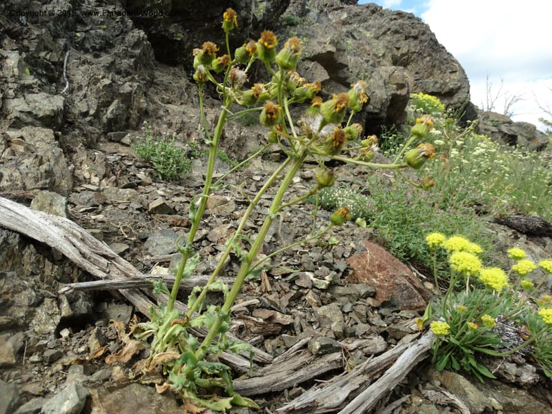 Senecio, Davidson, C 12598--ID. Idaho Co. Seven Devils Camp Ground. 15 Jul 2014. DSC00113 (331).JPG
