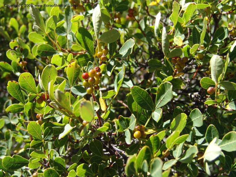 Rhus--So.Africa. E. Cape. Joubert's Pass, SE of Lady Gray. 9 Mch 05. 064.jpg
