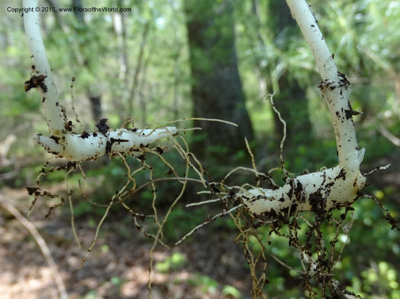 Mediola virginiana, Davidson, C 12947--North Carolina. Trans. Co. W Cradle of For. 11 May 2015. DSC03837 (65).JPG