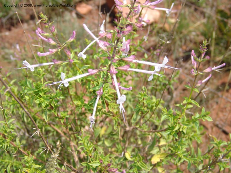 Hemizygia--So.Africa. Mpumal. twd Rietfontein. 16 Mch 05. 317.jpg