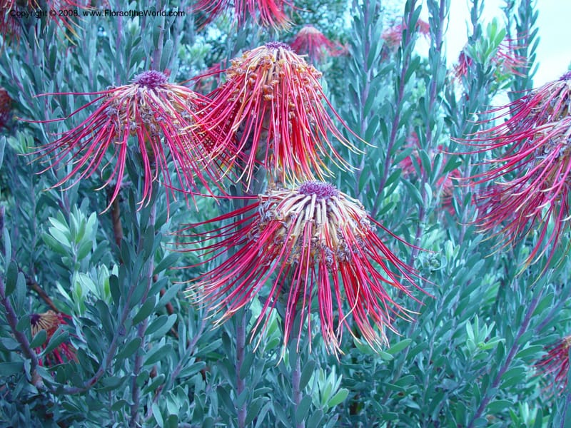 Leucospermm reflexum--So. Africa. Cape Province. Kirstenbosch Bot. Gard. 19 Nov 02. 037.jpg