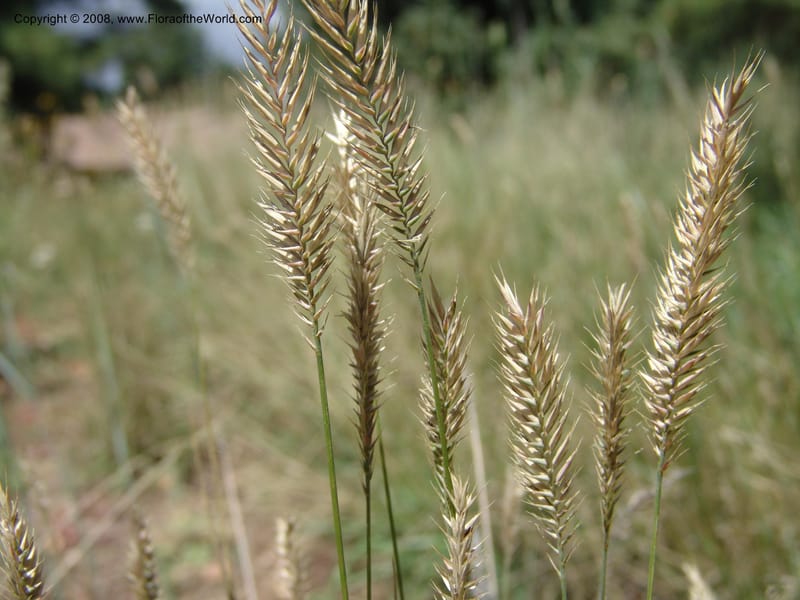 Agropyron desertorum--AZ. Arboretum at Flagstaff. 3 Sep 04. 211.jpg