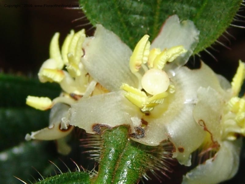 Tococa, DNeill15936--Ecuador. Prv. Zam. Ch. C del Condor. Wawaime plot. 22 Sep 07. 169.jpg