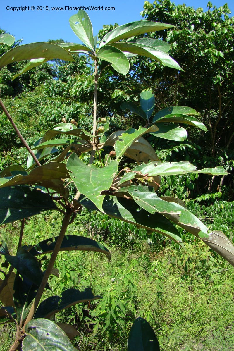 Endlicheria ruforamula, Vasquez, Ro 34713--Peru. Loreto. Dist. Nauta. Miraflores, Rio Tigre. 9 Nov 08. 195 (11).jpg