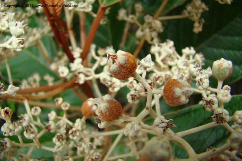 Argophyllum--New Caledonia. Mont Dore. 20 Jan 2010. 001 (216).jpg