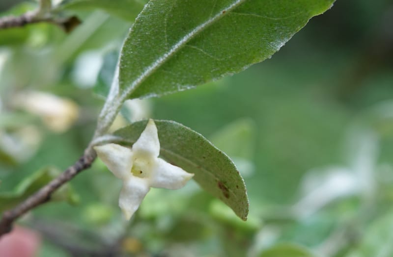 Elaeagnus umbellata, Tseng Yu-Hsin 1323--Taiwan. Dayaling jct on Highway 7. 21 May 2016. DSC03612 (10).JPG