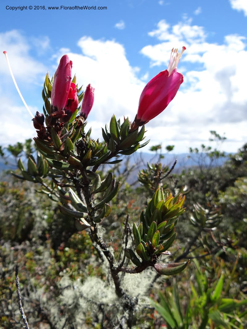 Bejaria resinosa, Ulloa, C 2305--Ecuador. Loja. Podocarpus NP. Cajanuma. 29 Sep 2012. DSC05265 (511).JPG