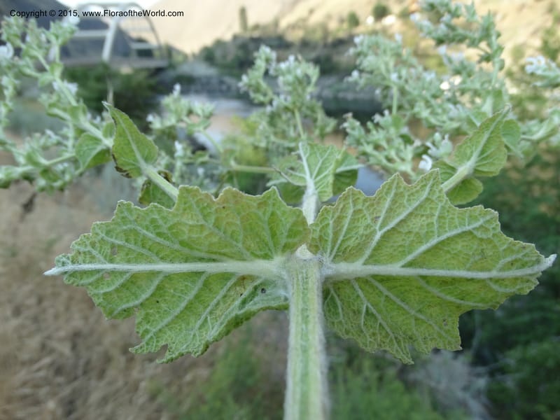 Salvia aethiopis, Davidson, C 12603--ID. Idaho Co. Goff Bridge on Hwy 95 N of Riggins. 16 Jul 2014. DSC00481 (104).JPG