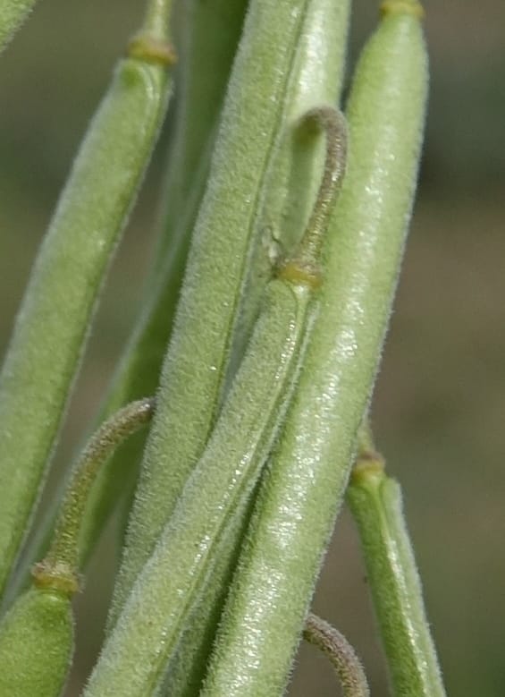 Boechera holboellii var. retrofracta, C. Davidson 13554--ID. Blaine Co. Rock Creek Preserve. TNC. 13 May 2017. DSC00171 (285).JPG