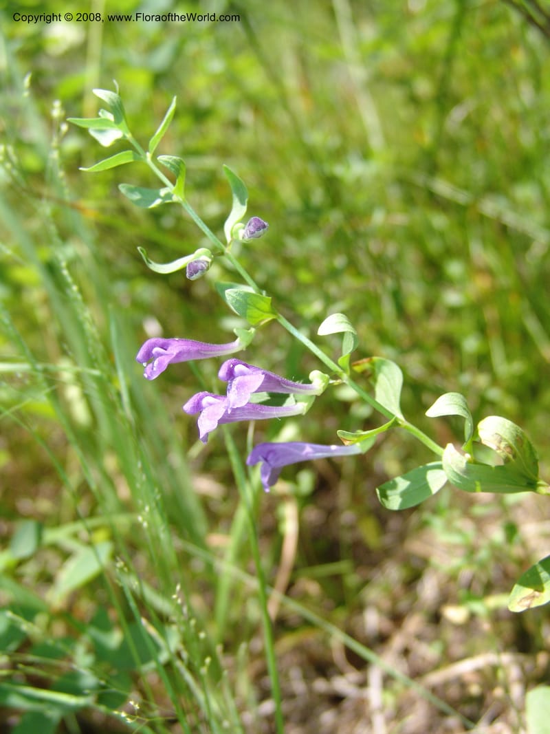 Scutellaria angustifolia--ID. Valley Co. Sylvan Beach reservoir and trail. 24 Jul 05. 249.jpg