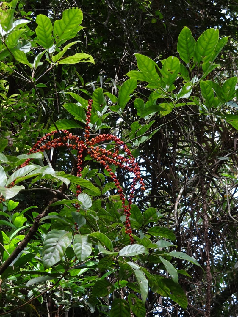 Schefflera bipalmatifolia, SAN.153217--Malaysia, Sabah. Mt. Kinabalu. 6 Apr 2012. DSC07222 (1).JPG