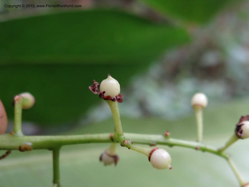 Meliosma simplicifolia, VC 5561--Thailand. Chiang Mai Prov. Doi Pha Hom Pok Nat. Park. 10 Nov 2012. DSC08349 (281).JPG