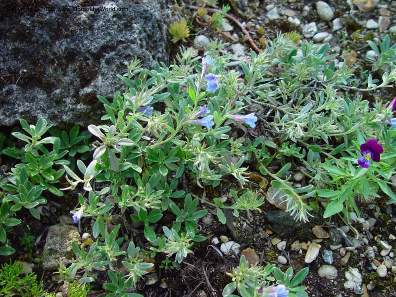 Lithodora oleifolia--France. Paris. Jardin des Plantes. 30 May 03. 004.jpg