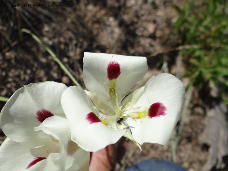 Calochortus eurycarpus, Davidson, C 12189--ID. Boise Co. 5.2 miles west of Long Gulch-Rattlesnake Cr. jct. 15 Jun 2013. DSC06555 (3).JPG