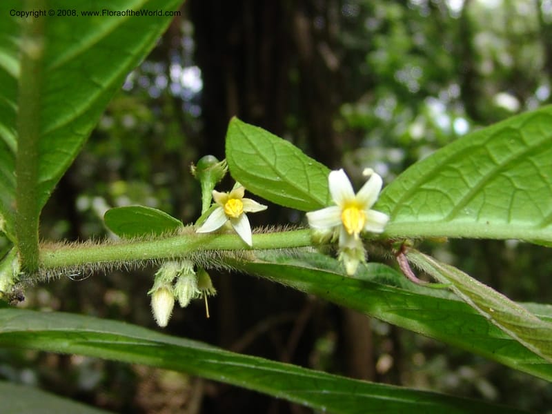 Lycianthes inaequilatera, AAraujoM1103--Bolivia. Pq. Nac. Madidi. Chalalan. 1 Dec 04. 065.jpg