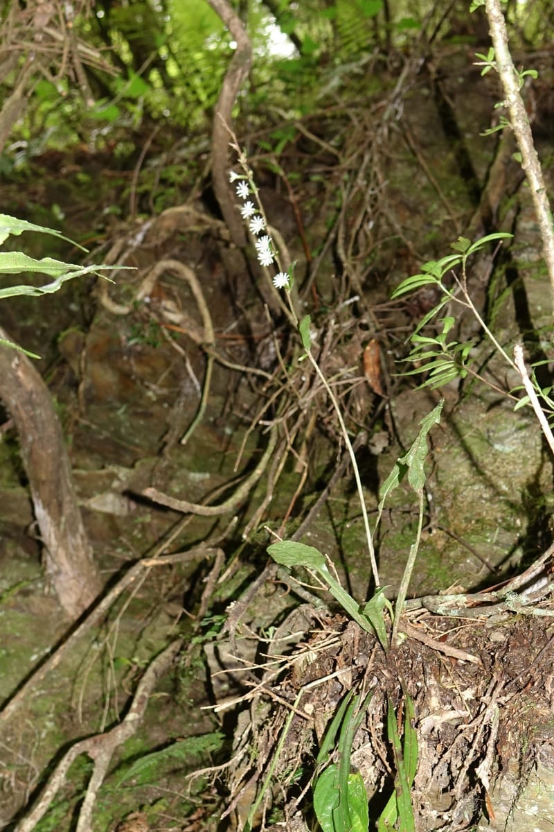 Ainsliaea latifolia, Tseng Yu-Hsin 1331--Taiwan. Taroko Nat. Park. Mt. Bilu Trail. 21 May 2016.  (127).JPG