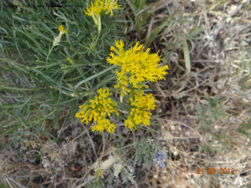 Chrysothamnus nauseosus, Davidson, C 12111--USA, Owyhee County, Idaho, 21 Aug 2012  3170 (4).JPG