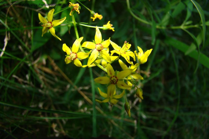 Lysimachia terrestris--New York. Brooklyn Botanic Garden. 19 July 2009. 160.jpg
