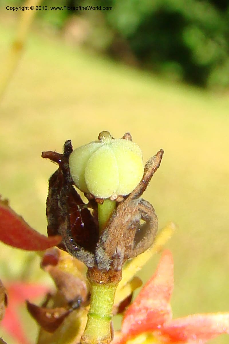 Sterculia villifera, Mori, 27339--French Guiana. Les Nouragues Station. 27 Oct 09. 061.jpg