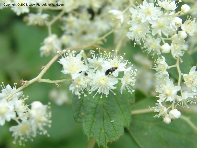 Holodiscus discolor, CDavidson11109--ID. Adams Co. For. Serv. Rd. 453, to Goose Lk. 20 Jul 07. 072.jpg