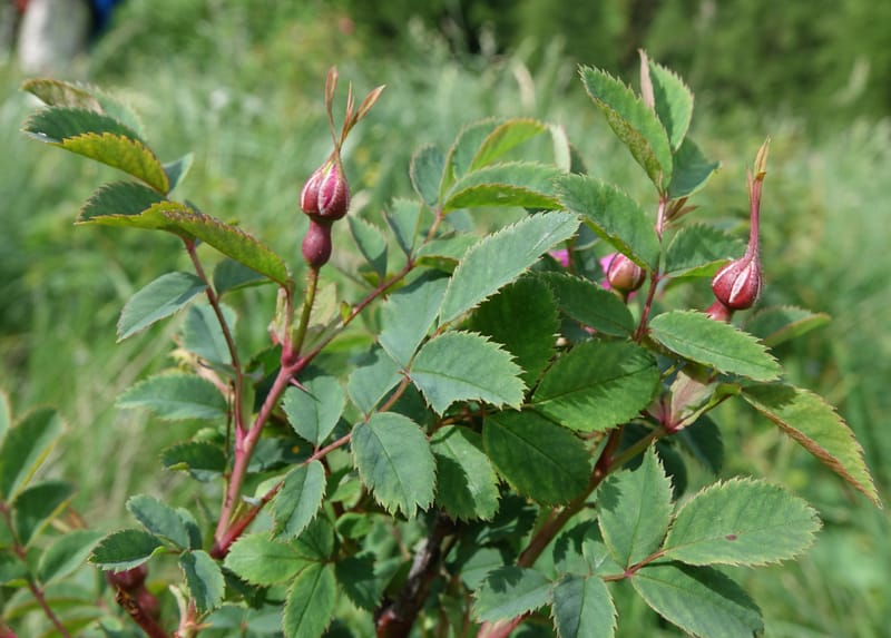 Rosa pendulina, Davidson, C 13265--Switzerland. Oberwald. Chapel St. Nikolas. 2 Jul 2016. DSC07728 (754).JPG