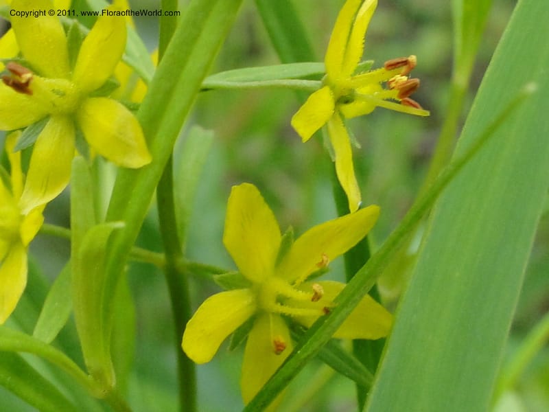 Lysimachia loomisii, Mori, S 27420, USA, No.Carolina, Jones County, 10.5 miles from junction with Hwy 58, E of Maysville, 23 May 2010 (6).JPG