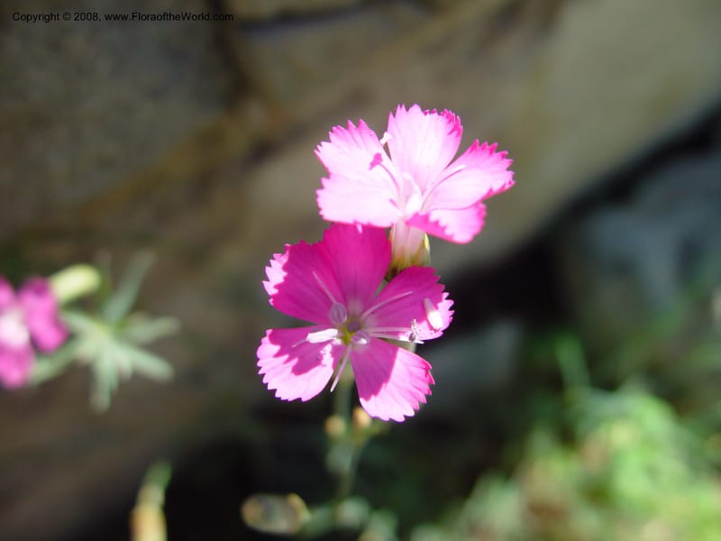 Dianthus sylvestris ssp. longicaulis--Italy. Tuscany. Univ. Firenze, Giard. dei Simplici, Florence. 22 May 03. 004.jpg