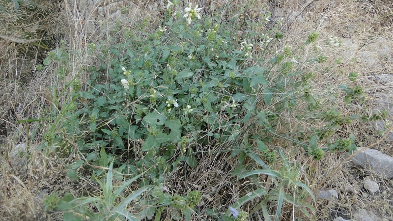 Stachys ballotiformis, A. G. Miller 132.11--Iraq. Kurdistan. Shakh-i Pira Magun. Gueza Khan. 11 June 2010. 089 (23).jpg