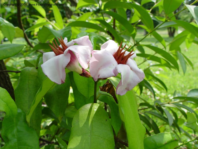 Strophanthus gratus--Cameroon. Limbe Botanic Garden. 4 Dec 03. 156.jpg