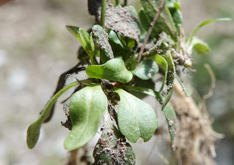 Arabis nuttallii, C. Davidson 14036--ID, Valley Co. Elkl Summit. 18 July 2019. DSC00995 (32).JPG