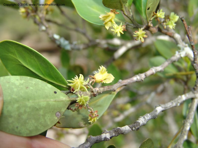 Pterocelastrus tricuspidatus--So.Africa. E. Cape. Waringham Farm, Quanti Area, Stut. 8 Mch 05. 520.jpg