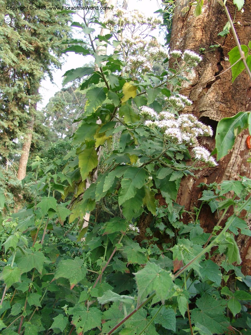 Vernonia--Kenya. Limuru. Garden of Sue Brown. 10 July 04. 071.jpg