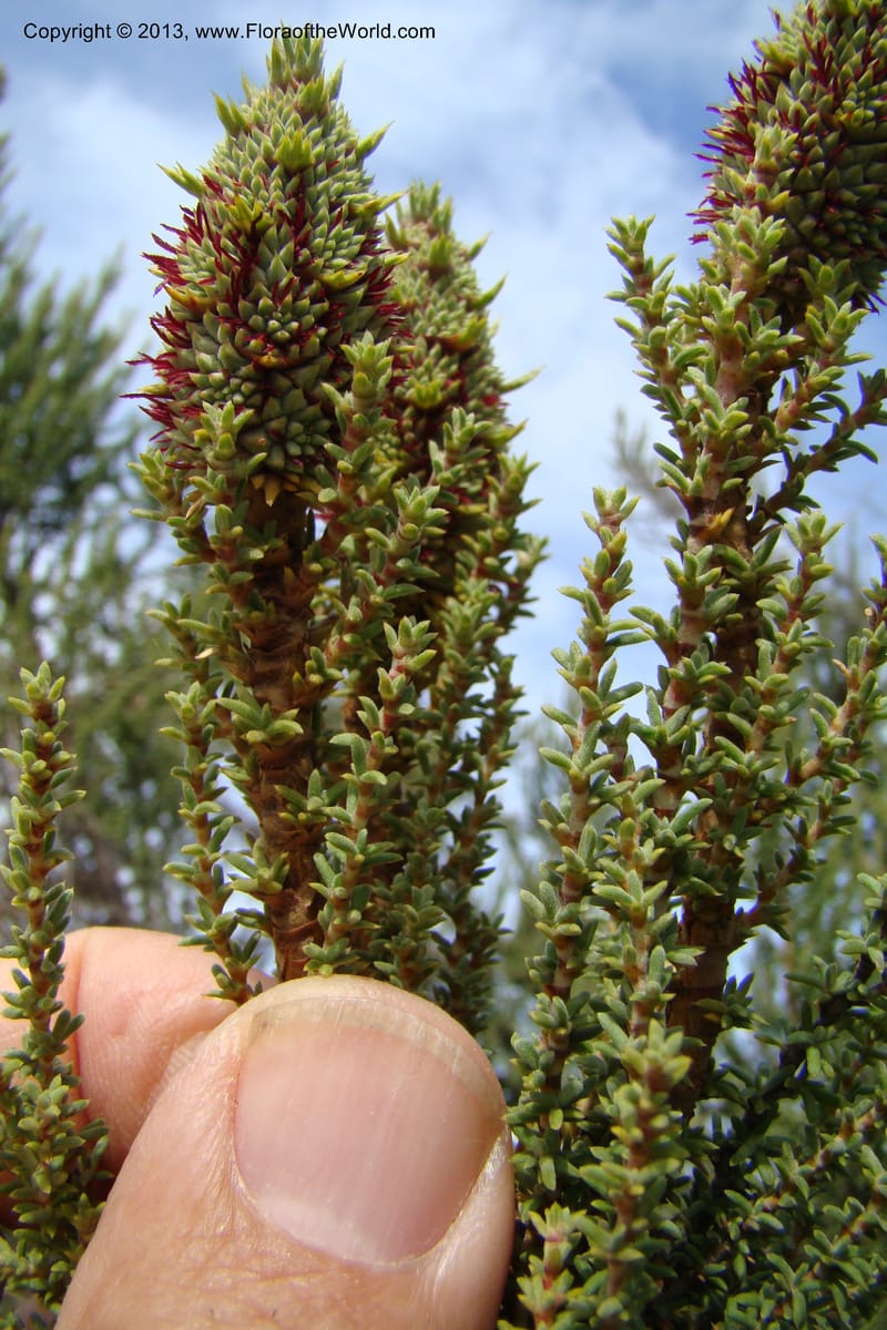 Cliffortia dichotoma, C. Davidson 11570--So Africa. No Cape. Papkuilsfontein. 26 Aug 09. 1 (21).jpg