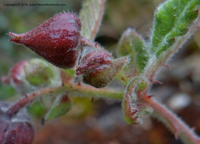 Rubus, Ulloa, C 2384--Ecuador. Azuay. Matanga. 2 Oct 2012. DSC06351 (313).JPG