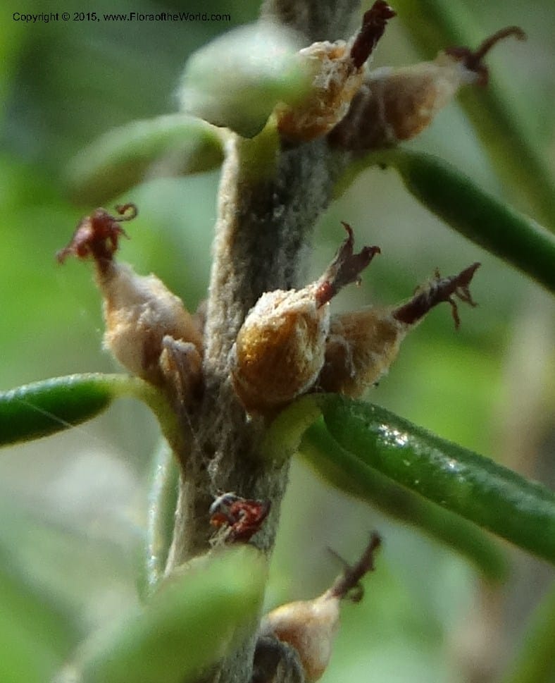Ceratiola ericoides, Davidson, C 13062--South Carolina. Lexington Co. Redmond Rd. 20 May 2015. DSC06945 (13).JPG