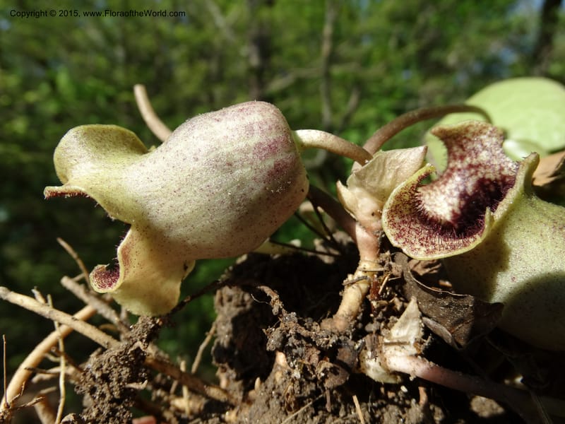 Asarum shuttleworthii, Davidson, C 12948--North Carolina. Trans. Co. W Cradle of For. 11 May 2015. DSC03837 (16).JPG