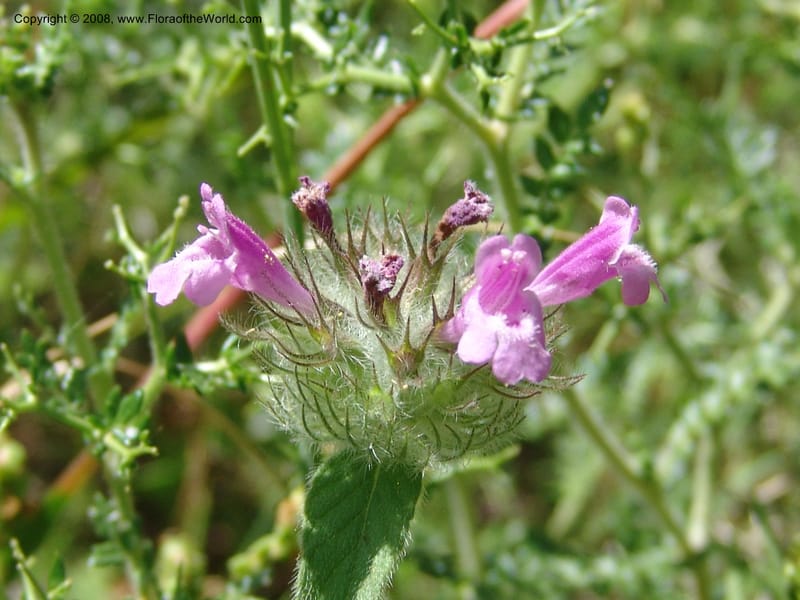 Clinopodium vulgare ssp orientale--Crete. Ep. Kisamos. Sirikari Gorge. 25 May 05. 120.jpg