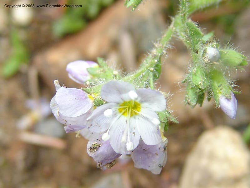 Polemonium pulcherrimum, CDavidson10944--ID. Adams Co. Brundage Mtn Rd. past ski lodge jct. 5 Jul 06. 047.jpg