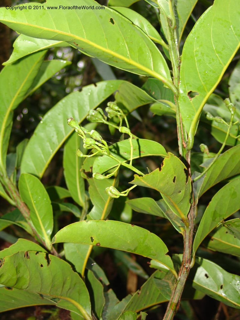 Ocotea olivacea, RVasquez 31543--Peru. Prov. Oxa. Estac. Paujil. Send. El Mirador. 16 Oct 06. 201 (6).jpg