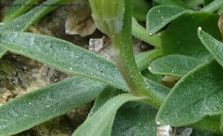 Campanula, Davidson, C 12592B--ID. Idaho Co. Seven Devils Camp Ground. 15 Jul 2014. DSC00113 (178).JPG