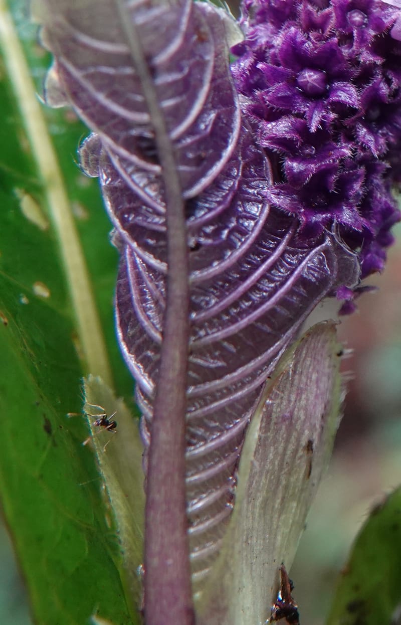 Trichostachys longifolia, C. Davidson 14076--Gabon. Raponda-Wallker. 28 Oct 2019. DSC02420 (106).JPG