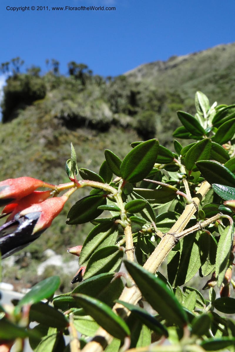 Brachyotum alpinum, Ulloa 2084--Ecuador. P. N. Sangay. 6 June 2011. 309 (9).jpg