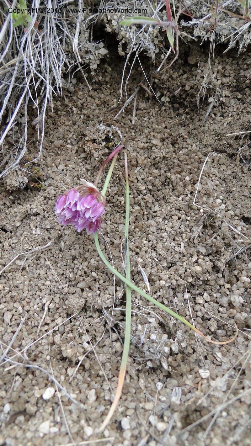 Allium aasiae, not coll.--Idaho. Ada Co. artwright Rd. 22 April 2010. 145 (3).jpg