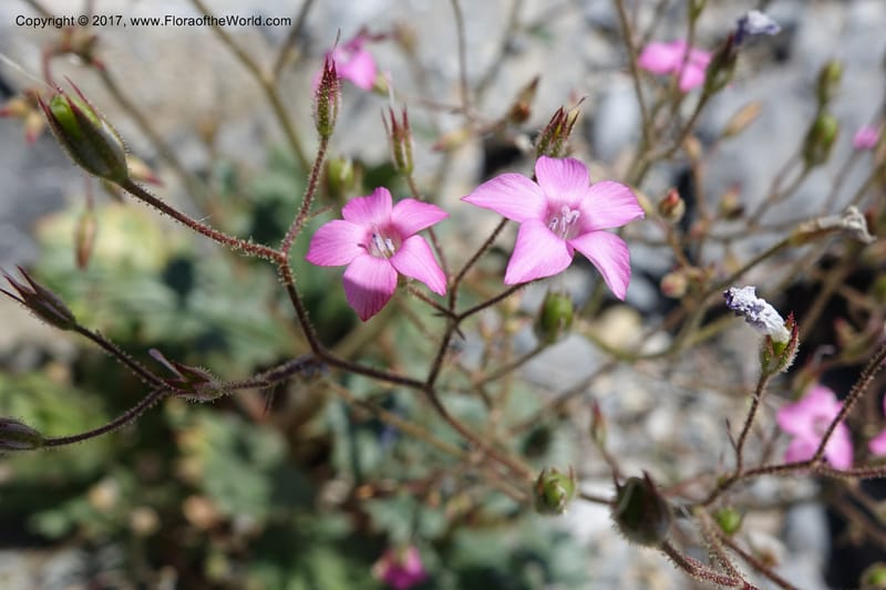 Gilia latifolia, Davidson, C 13078--California. Inyo Co. Last Chance Mts. 16 Apr 2016.  (120).JPG